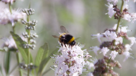 El Vitex Agnus Castus es una planta especialmente melífera. Un solo ejemplar ofrece grandes cantidades de néctar y atrae abejas y otros seres que están amenazadas o en peligro de extinción.