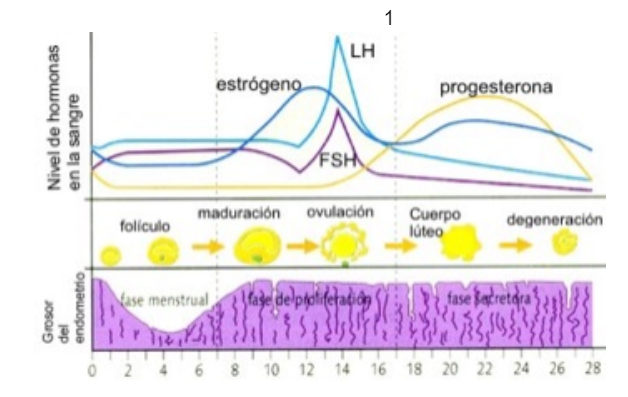 EL MÉTODO SINTOTÉRMICO - Ginevítex